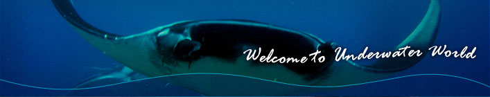 Diving Charter